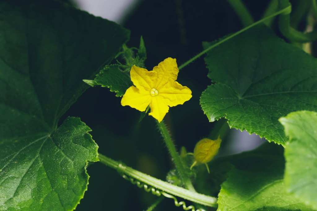 Blühende Gurke mit gelber Blüte im Beet