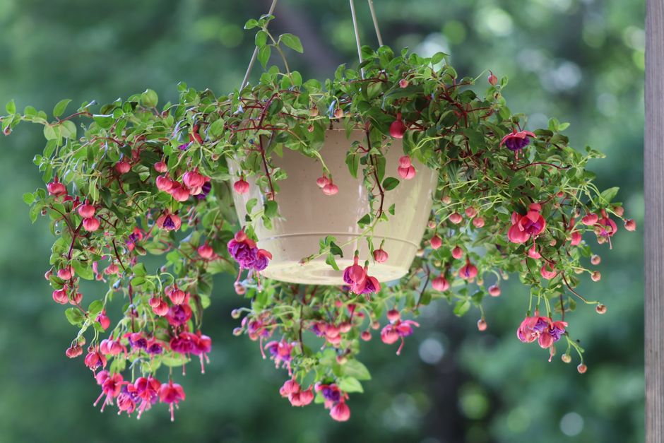 Fuchsien und Begonien für den Schatten