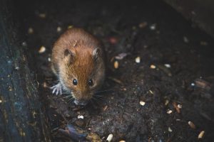 Feldmaus im Garten: erkennen und loswerden