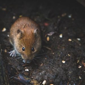 Feldmaus im Garten: erkennen und loswerden