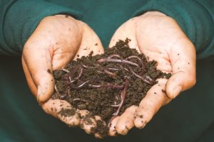 Humus im Boden: was er ist, warum er zählt und wie Sie ihn aufbauen