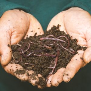 Humus im Boden: was er ist, warum er zählt und wie Sie ihn aufbauen