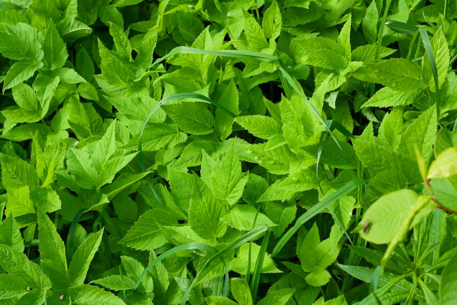 Dichter Bewuchs von Giersch unter Sträuchern im Garten