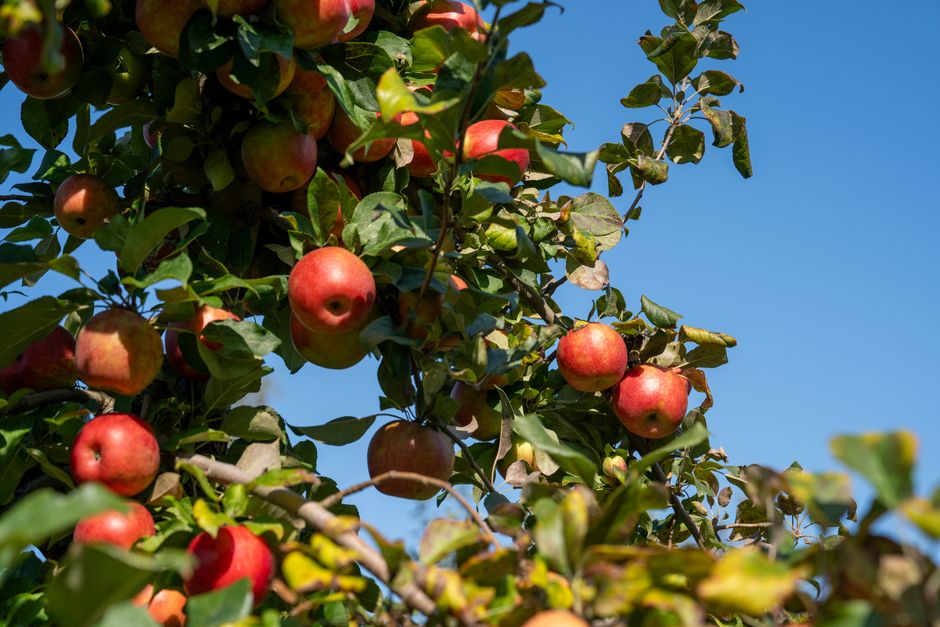 Apfelbaum voller Früchte im Herbst