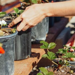Erdbeeren pflanzen: wann und wie, Pflege und Vermehrung