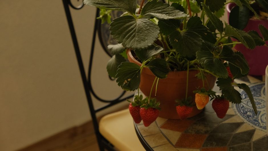 Erdbeeren im Balkonkasten