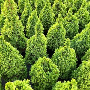 Nadelbäume für den Garten: Arten, Zwergkoniferen, Pflanzung und Pflege