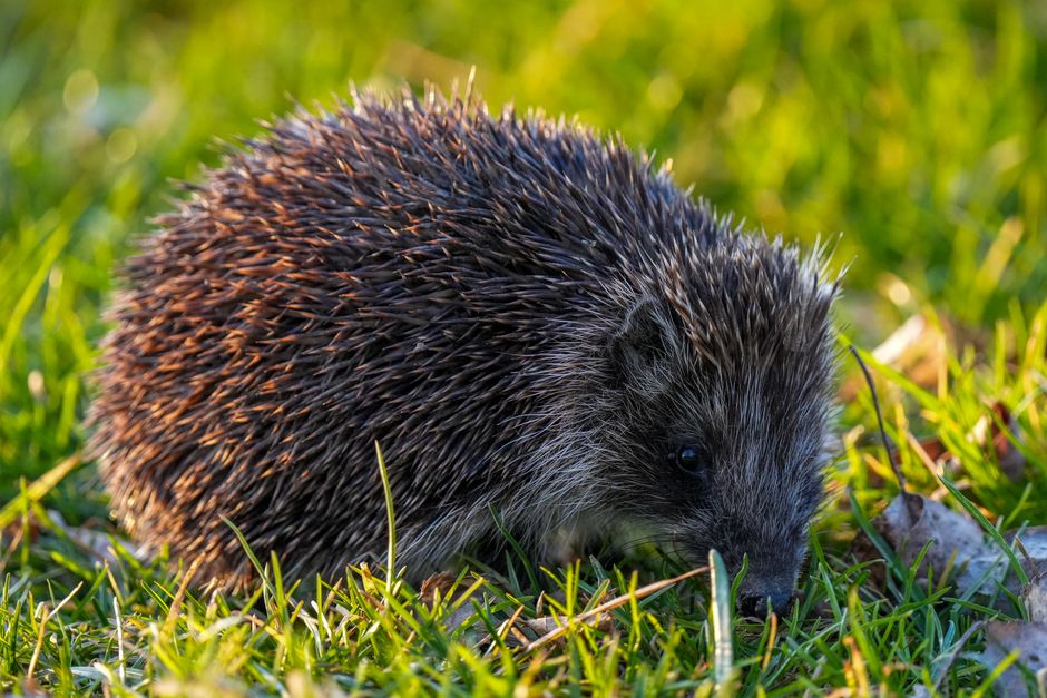 Igel im Garten