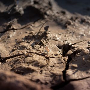 Lehmboden verbessern: schweren Boden erkennen und lockern