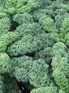 Grünkohl: Anbau, Ernte nach Frost und Verwendung in der Küche