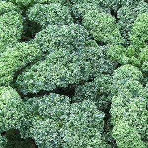 Grünkohl: Anbau, Ernte nach Frost und Verwendung in der Küche