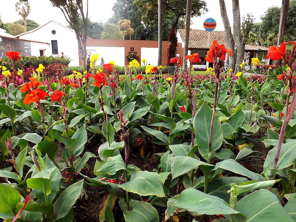 Cannas im Sommerbeet