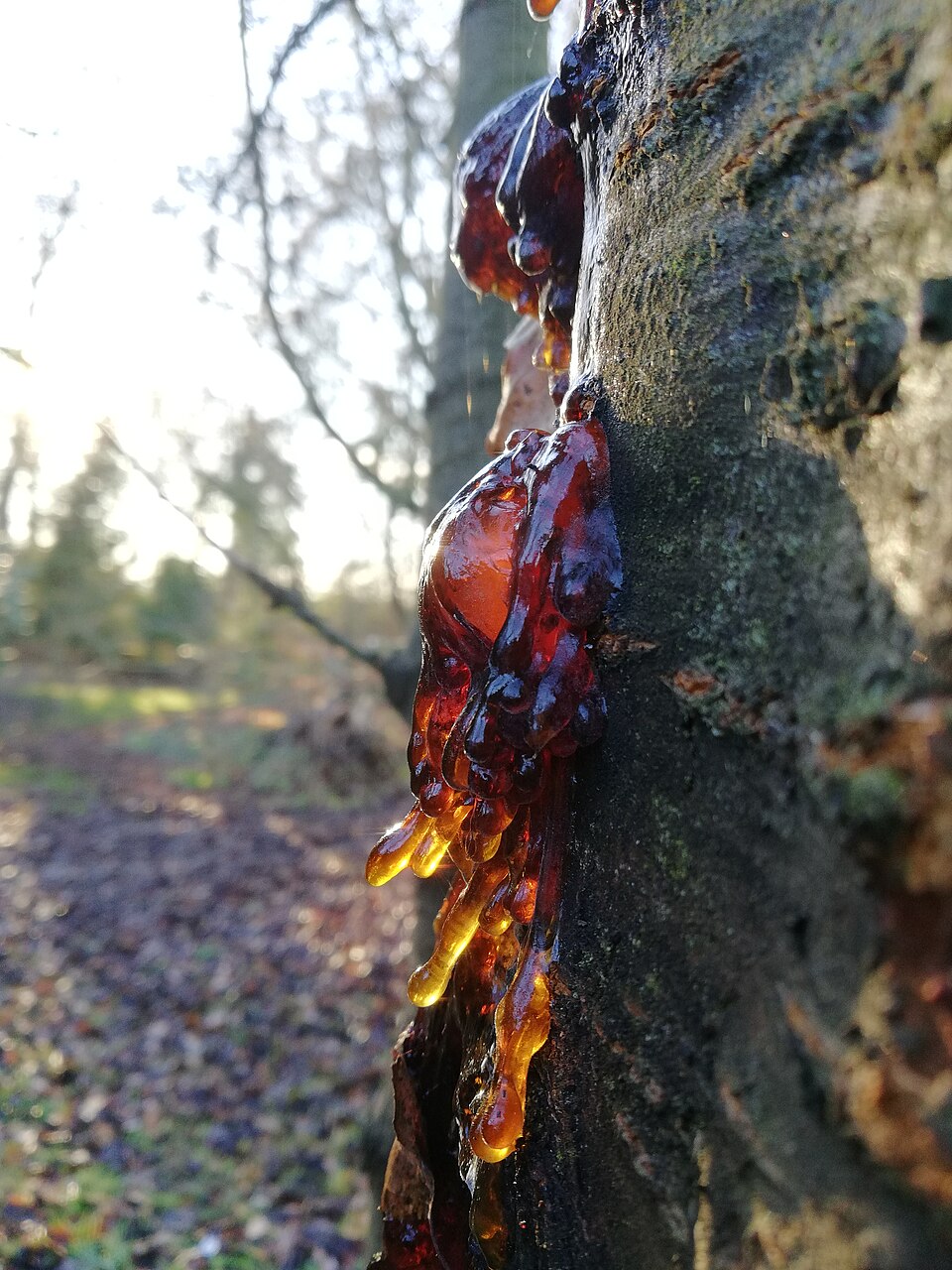 Gummitropfen auf der Rinde