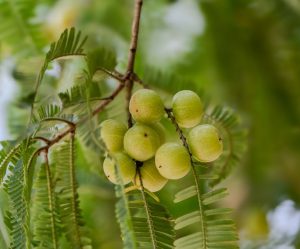 Stachelbeeren schneiden: wann und wie Strauch und Stämmchen schneiden
