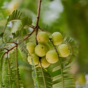 Stachelbeeren schneiden: wann und wie Strauch und Stämmchen schneiden