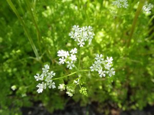 Kerbel: Anbau, Aussaat und Verwendung in der Küche