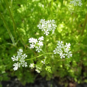 Kerbel: Anbau, Aussaat und Verwendung in der Küche