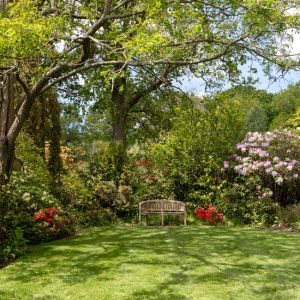 Sträucher für den Schatten: immergrüne und blühende Arten
