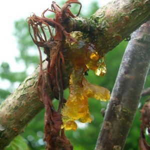 Gummifluss an Kirsche, Pfirsich und Aprikose: Ursachen und Behandlung