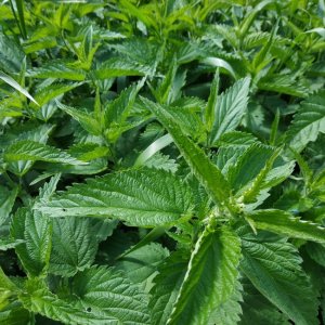 Essbare Unkräuter aus dem Garten: Was man sammelt, wie man sie zubereitet und mögliche Verwechslungen
