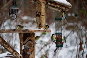 Vogelfutterhaus: womit und wann Sie Vögel im Winter füttern