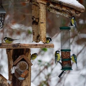 Vogelfutterhaus: womit und wann Sie Vögel im Winter füttern