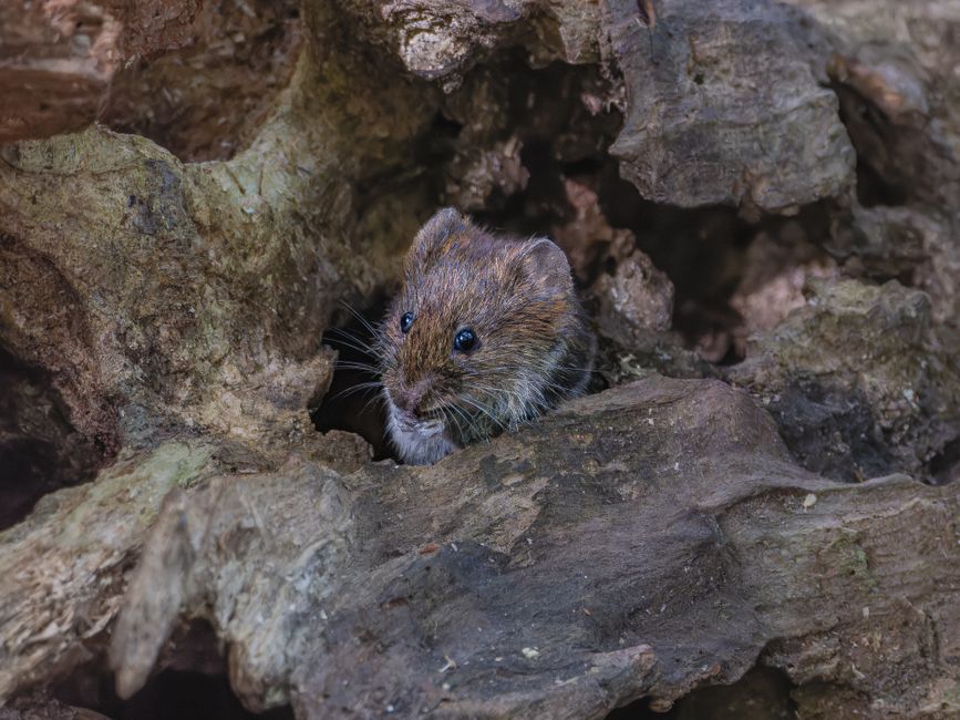 Maulwurf, Feldmaus und Schermaus – Unterscheidung