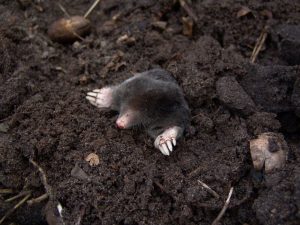 Maulwurf im Garten: Nutzen, Schaden und schonend vertreiben