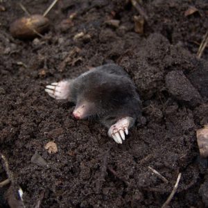 Maulwurf im Garten: Nutzen, Schaden und schonend vertreiben