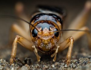 Maulwurfsgrille: erkennen und bekämpfen