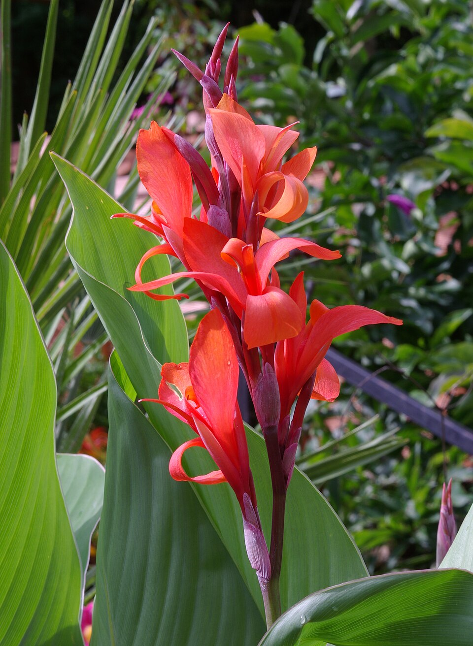 Blüte und Blätter der Canna