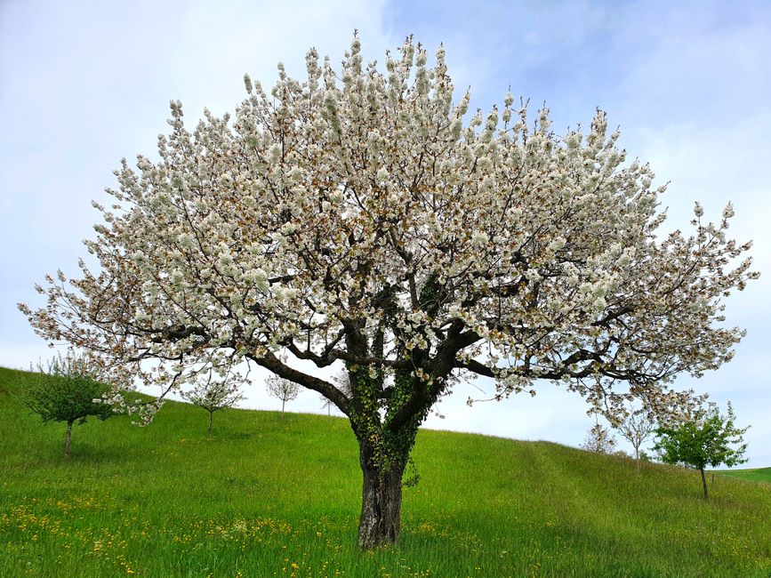 Blühender Apfelbaum