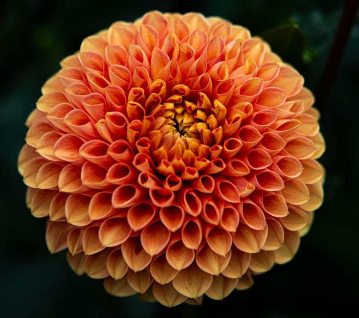 Blühende Dahlie