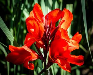Canna (Blumenrohr): Pflege, Pflanzung und Überwinterung