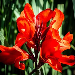 Canna (Blumenrohr): Pflege, Pflanzung und Überwinterung