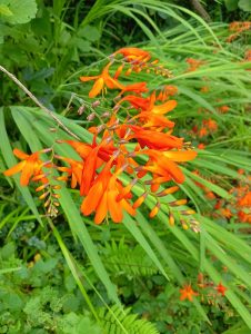 Montbretie (Crocosmia): Anbau, Pflanzung und Überwinterung
