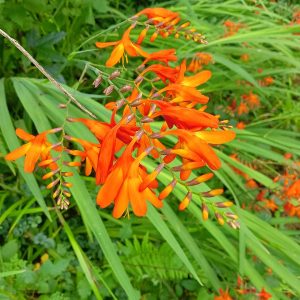 Montbretie (Crocosmia): Anbau, Pflanzung und Überwinterung
