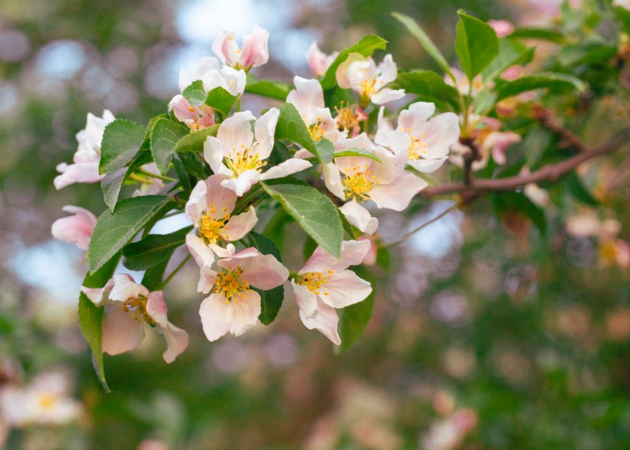 Blühender Obstbaum