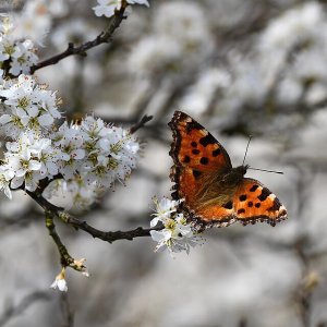 Phänologischer Kalender: Wann Sie nach der Natur säen und pflanzen