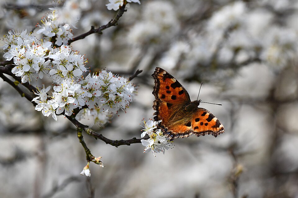 blühender Schlehdorn im Frühling am Garten