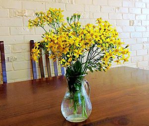 Schnittblumen: wann schneiden und wie die Haltbarkeit verlängern