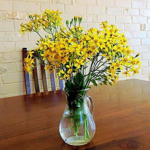Schnittblumen: wann schneiden und wie die Haltbarkeit verlängern