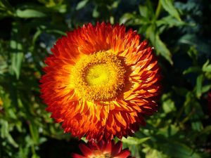Trockenblumen: Strohblume, Statice und wie man Blumen trocknet