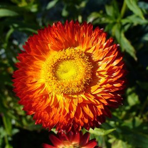 Trockenblumen: Strohblume, Statice und wie man Blumen trocknet
