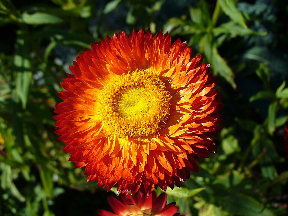 Strauß getrockneter Blumen