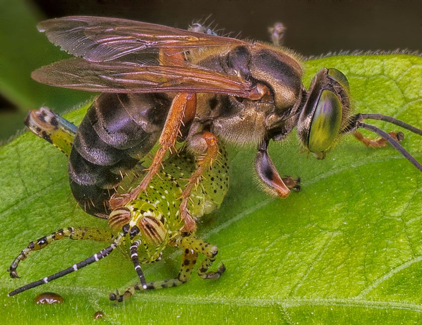 Schlupfwespe und parasitierte Blattläuse
