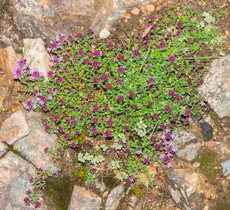 Thymian und Fetthennen in der Sonne