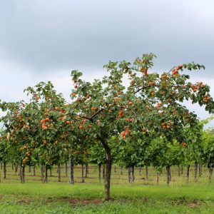 Aprikosensterben: Ursachen, Vorbeugung und was zu tun ist