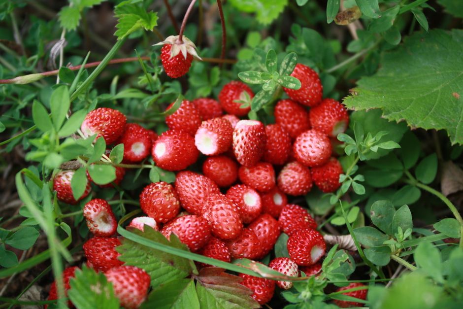 Monatserdbeeren mit kleinen Früchten