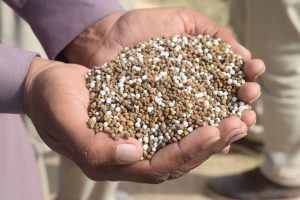 Mineraldünger: Kaliumsulfat, Kalksalpeter, Superphosphat im Überblick